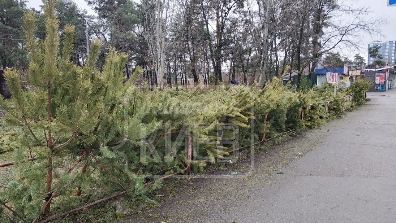 У Києві продавці залишили гору нерозпроданих дорогущих ялинок просто на вулиці (фото)